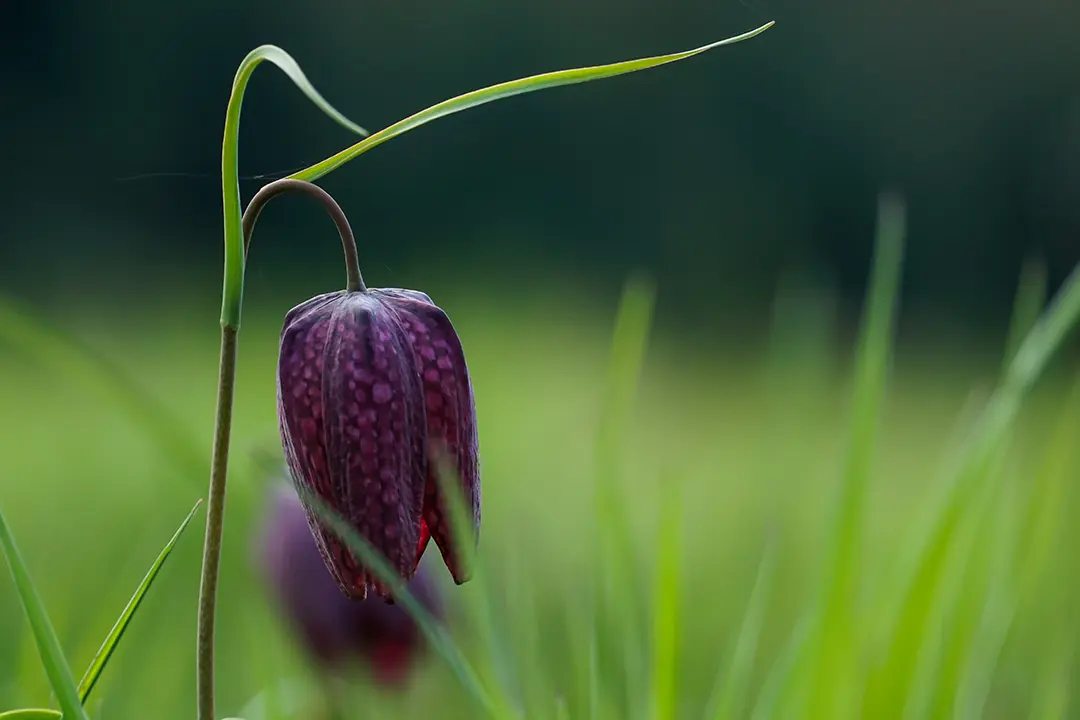Schachbrettblume