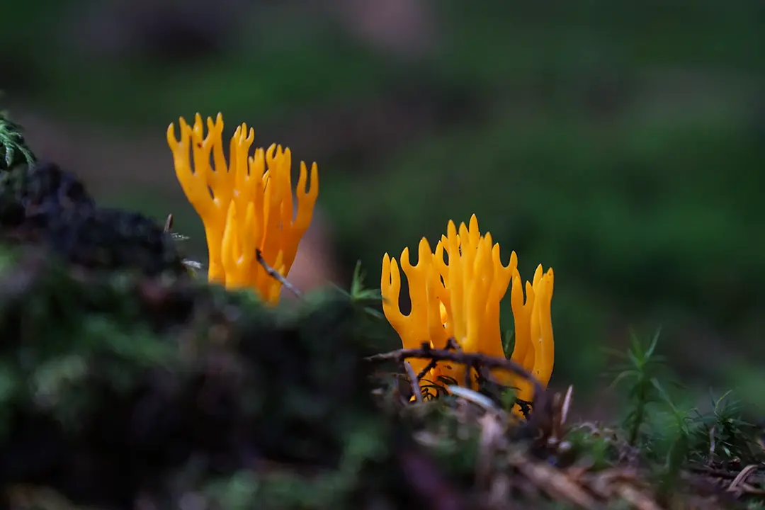 Korallenpilz "Klebriger Hörnling" auf Waldboden