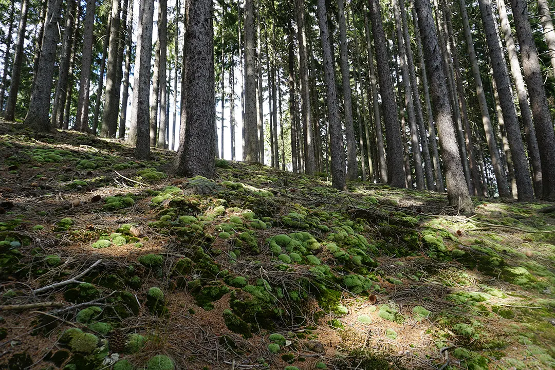 moosbedeckter Waldboden im Lauchagrund