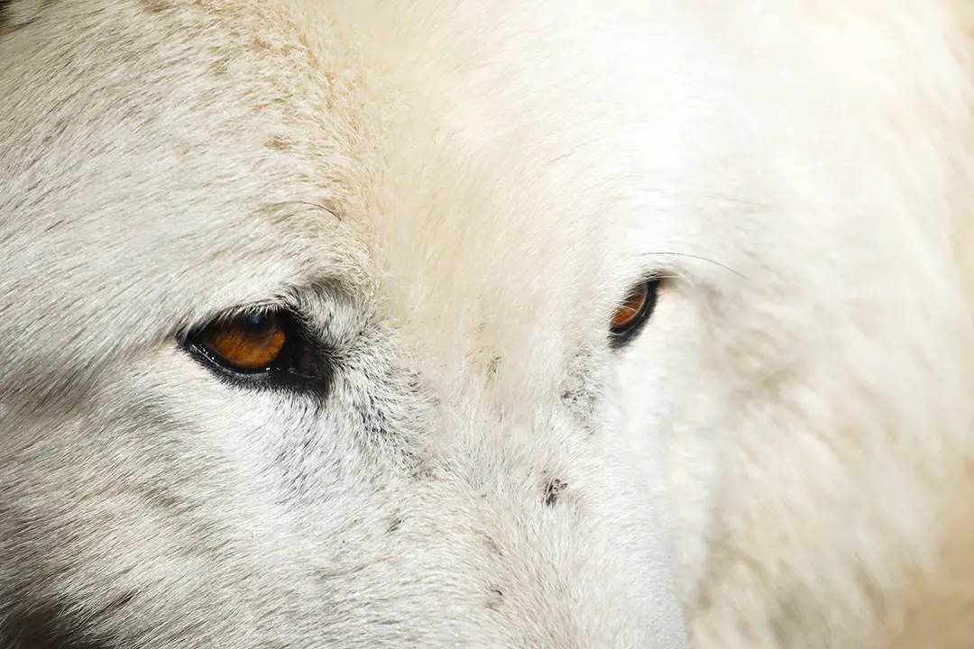 Polarwolf im Wildpark Alte Fasanerie